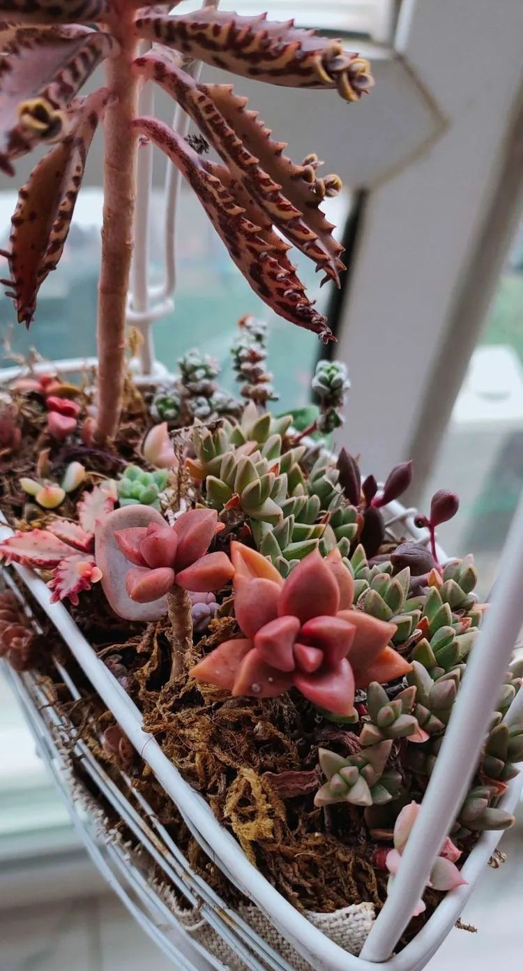 爱自己、爱家人、爱生活、爱多肉,因为有爱我便无惧风浪!