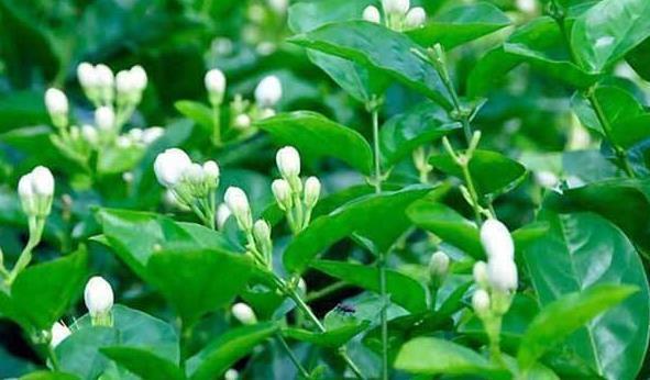 花苞|茉莉这样养，一年开5次，花苞多的压弯腰