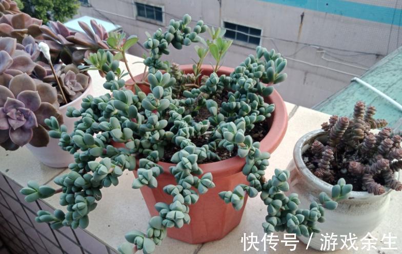 该怎么将鹿角海棠养成老桩？掌握住这些“修剪要领”就能实现