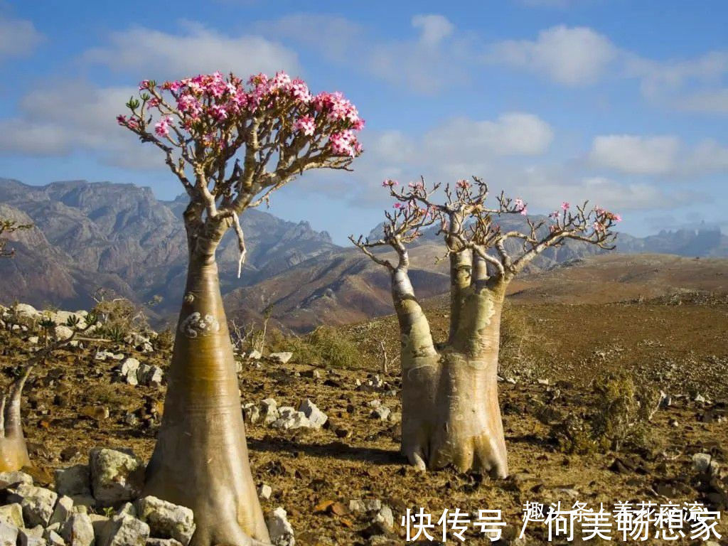 沙漠玫瑰在非洲能长5米高,养盆里仅10多厘米,依旧可开花