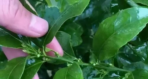 磷酸二氢钾养花虽好,但“4个阶段”不适用,别再弄错了