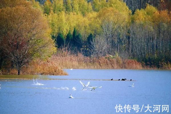 三门峡|开始约会吧！万只天鹅飞临三门峡，天鹅最佳观赏季到啦