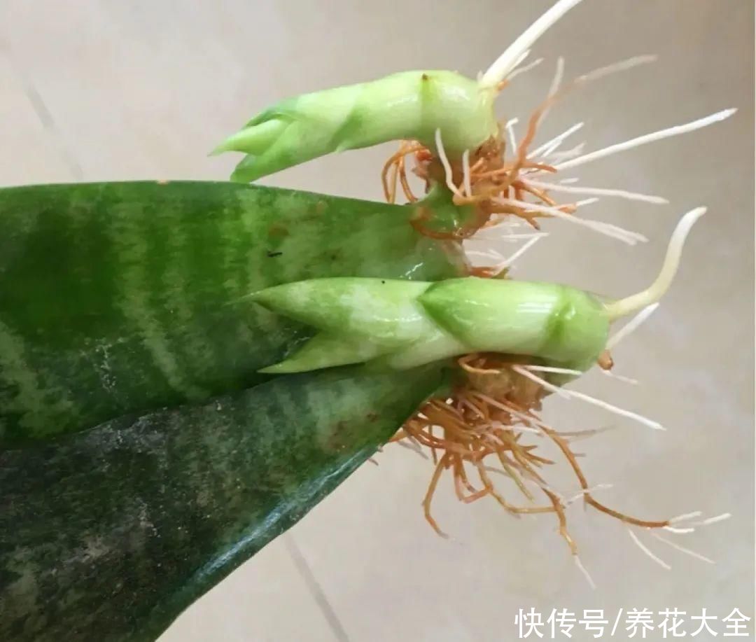 半死不活的花，扔水里，突然长疯了