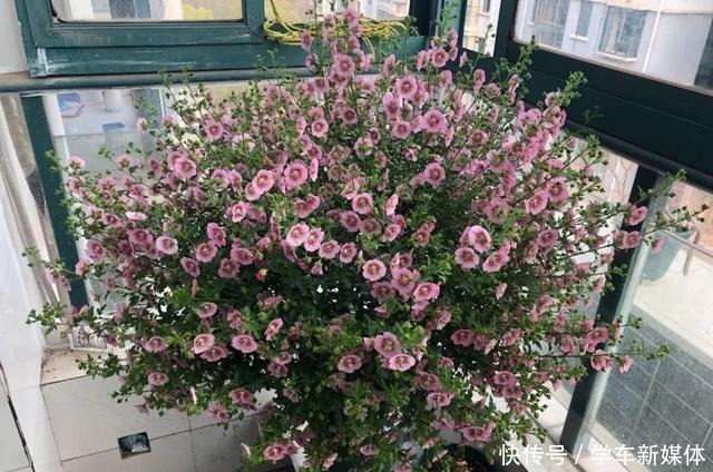 难怪养花“买一盆、死一盆”,简单3步操作,养啥旺啥,晋升高手!