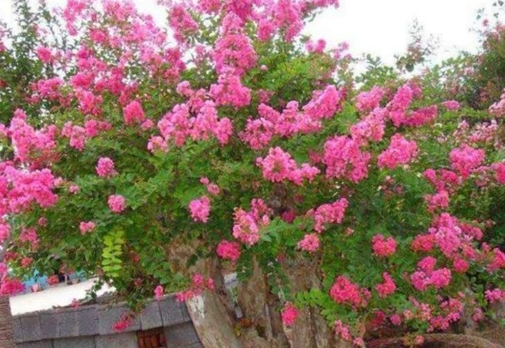 正月二十八,家里养上4种花,花姿妖娆,四季繁花似锦,美