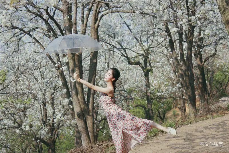 天青色等烟雨，我在个旧加级寨梨花谷等你……