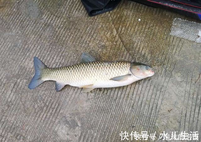 盘点几种夏天野钓的天然重窝，切记准备要大钩粗线