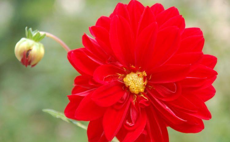 几种花,开花漂亮又好养,花叶俱美超漂亮