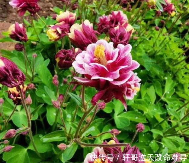 天冷不知养啥花那就养盆它,冬天不用管,春天也能开出一片花海!