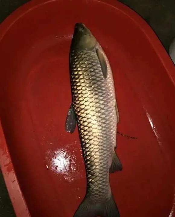 为啥你钓不到大鱼？因为没人提醒你，这几个误区是钓大鱼的大忌