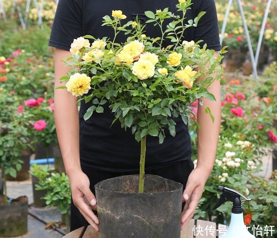 品种|100个月季品种，千姿百态，每个都很漂亮，图名并茂，值得收藏