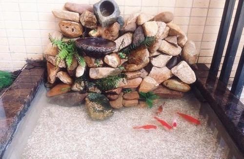 鱼池|在阳台上砌个鱼池,成本只花200元,亲戚朋友们都眼红了