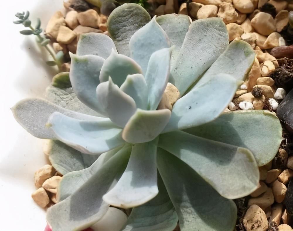 多肉叶片发软,多是这4个原因在搞鬼,这么改善让叶子坚挺有光泽