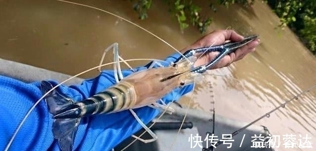 湄公河虾泛滥成灾,个头大的和小臂一样,游客随便钓都可以钓到