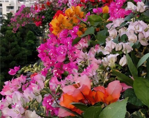 养三角梅,冬季“巧处理”,来年长势猛,开花旺