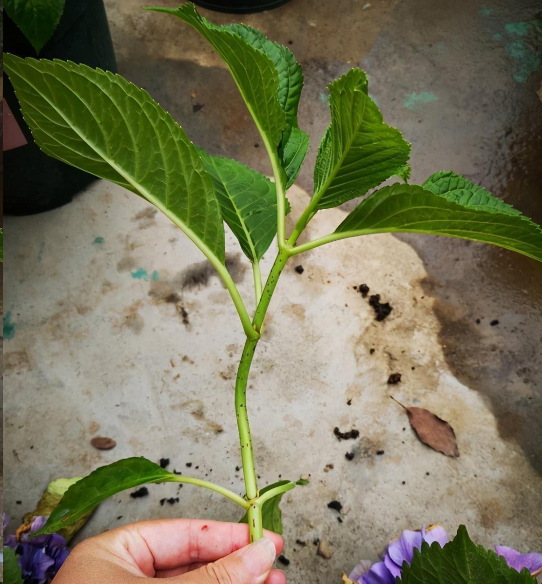 繁殖|4种花,摘一个枝条插盆里,很快就长叶长根,当年就开花