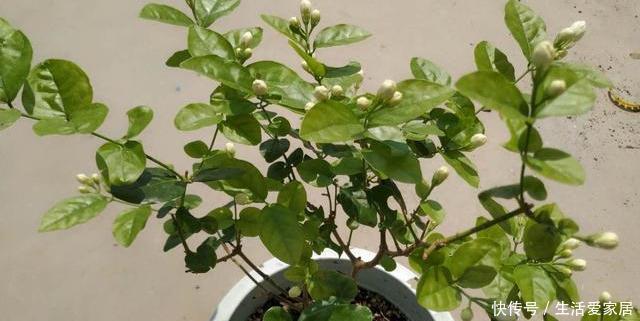 过冬|盆栽茉莉花,冬天这样养,枝条壮实好过冬,明年还能开5茬!