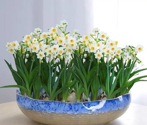 古代的“大户人家”都喜欢养这10种植物,家里养几盆,富贵吉祥旺家宅,你家养了吗