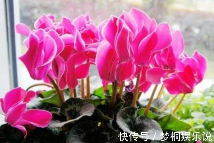 仙客来|开花最香的4种花，家里养一盆，开花多、长得快，花团锦簇