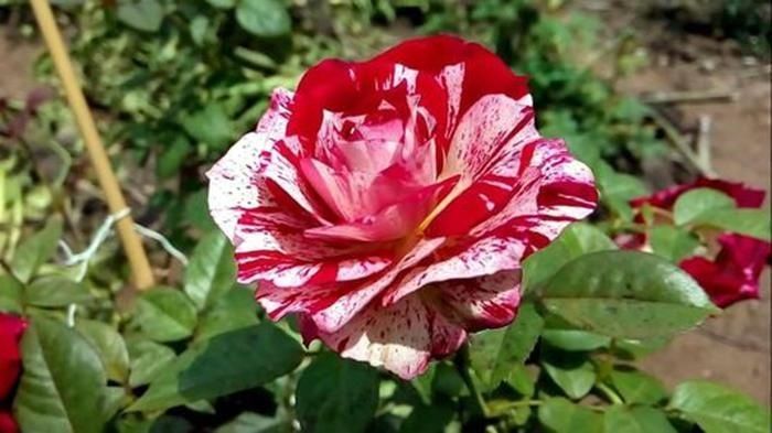 重瓣花中的佼佼者,3种特殊的复色花,开花后实在惊艳夺目