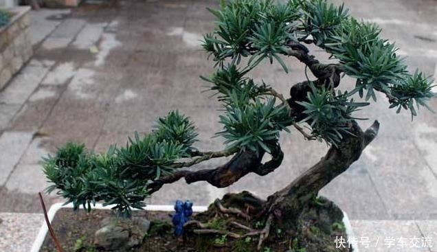 老桩|这3种树,越养越“贵气”,养上5年就成老桩树,上万都不卖!