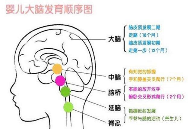 左脑|哈佛研究：右脑是儿童大脑发育的重点，但接近80%的家长弄错了