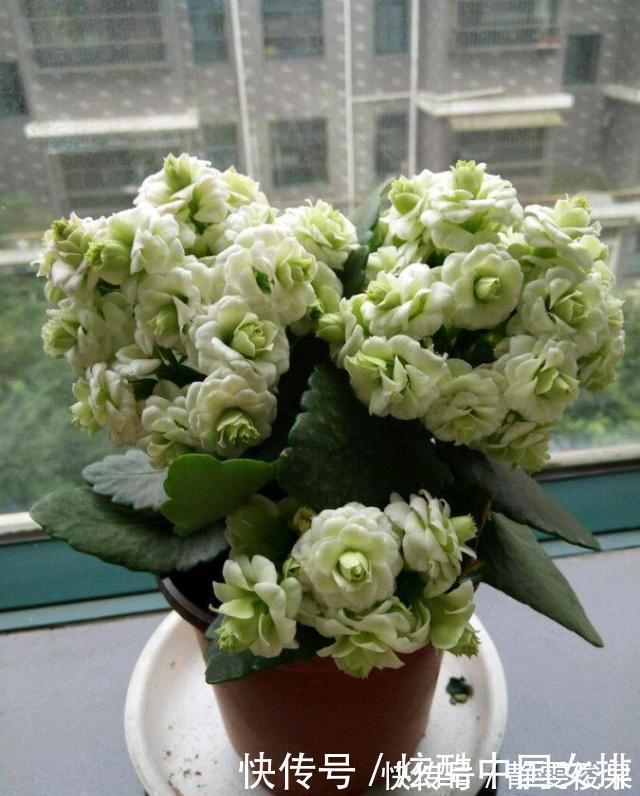 花瓣|长寿花里的“5个经典品种”,各有各的美,看完都想养一盆