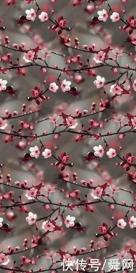 神奇!这个开花树居然可以长成这样震撼世人!真是太美了