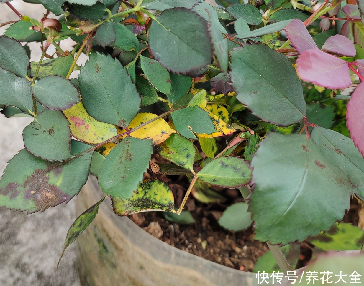4月养花病虫害，白霜、黑斑、黄点儿···再不治就死光了