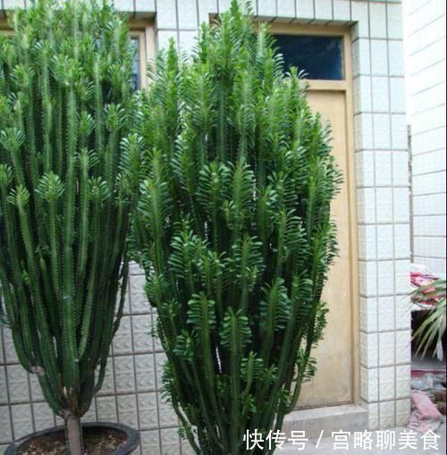 养花|阳台养花要“讲究”,3种“再丑”也要养一盆,镇宅又旺运