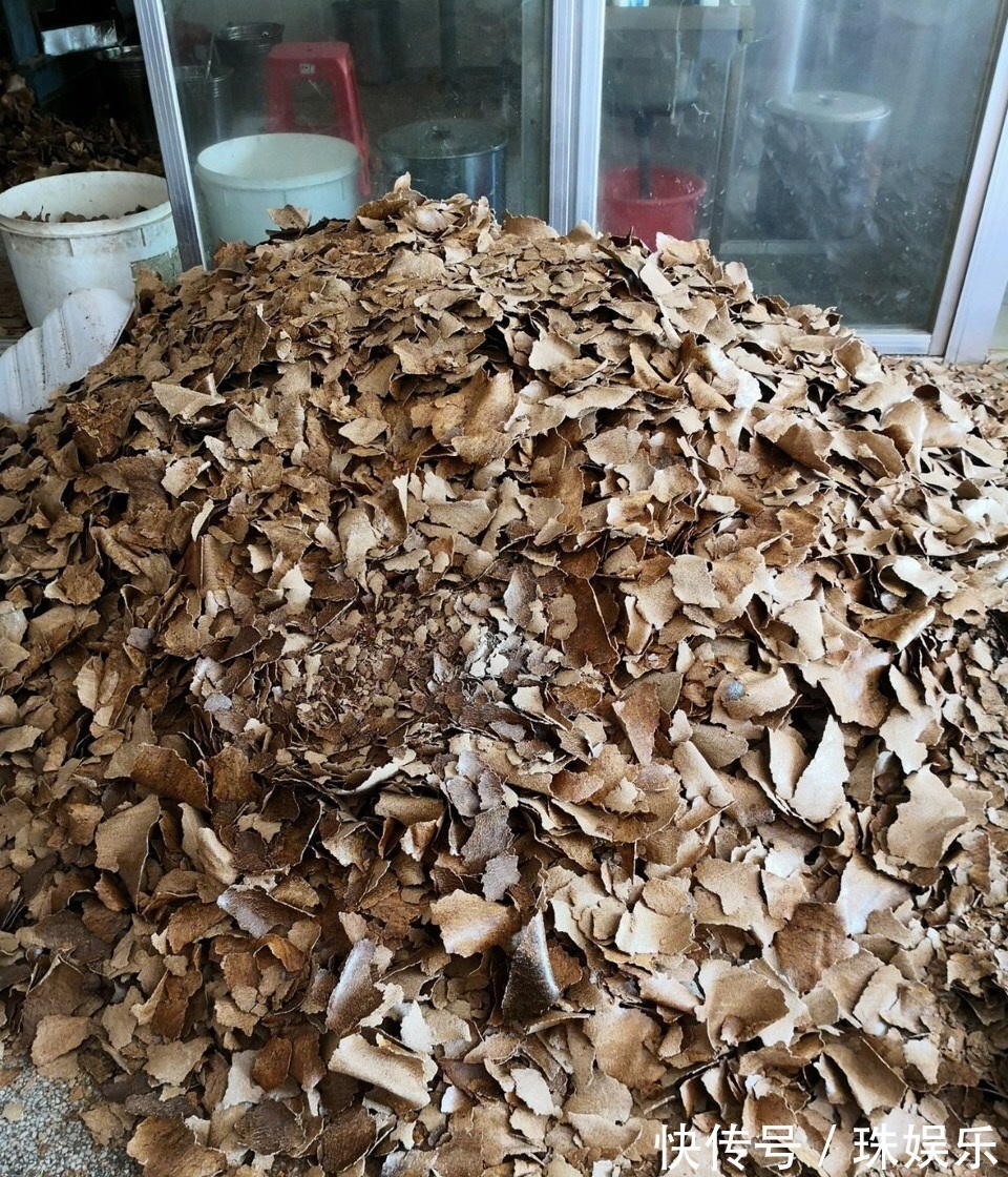 他养花“自制”有机肥,1月只浇“2瓶盖”,效果惊人,花肥不用买