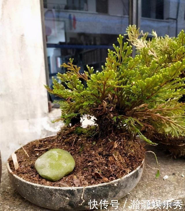 农村山上的“不死草”,生长在岩石上,很像杂草,殊不知很值钱