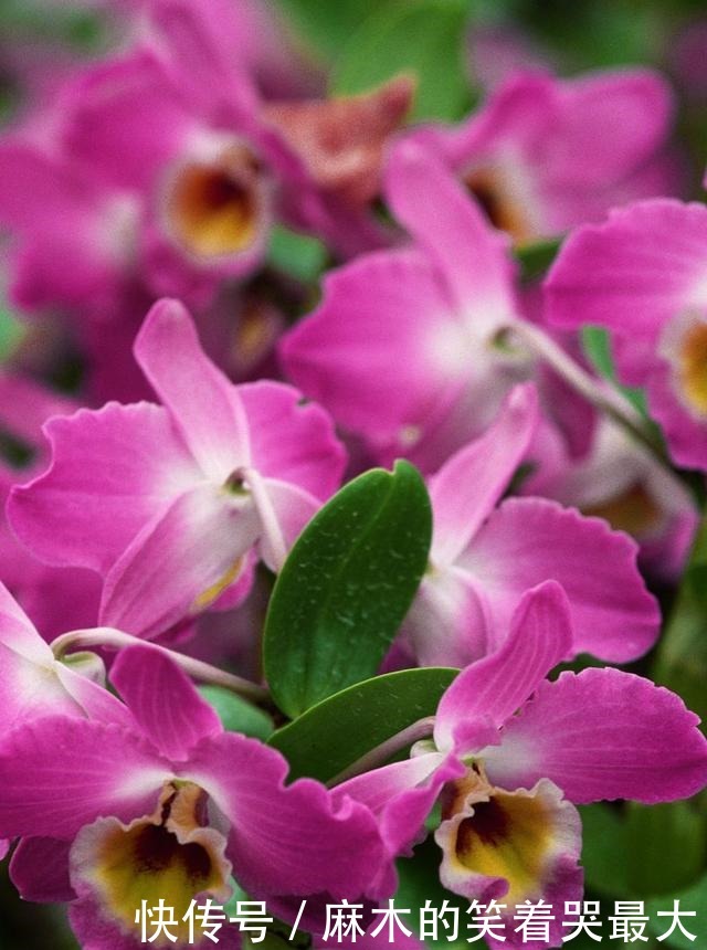 适合冬天养的8种耐阴花,没有直射光,也能有花赏!