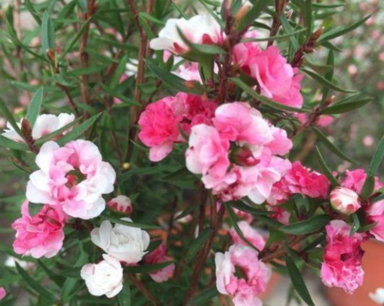 茉莉花|正月过后,有钱人都养5种花,不仅名字好听,花也漂亮