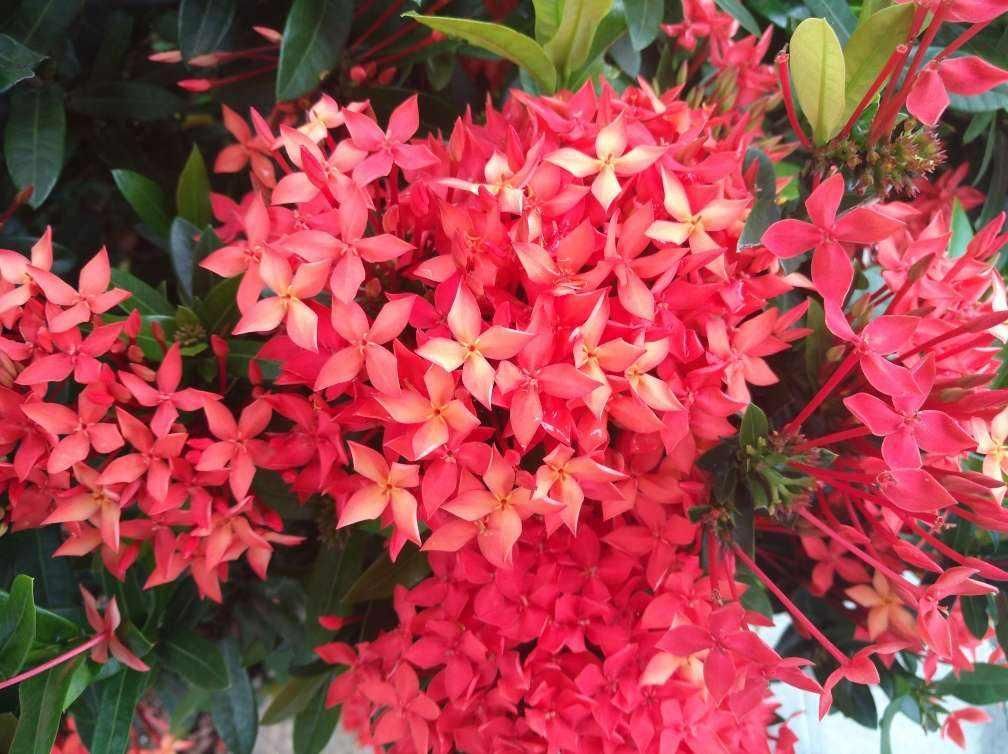 好看好养的龙船花，适应性超强，随便养养就能爆盆