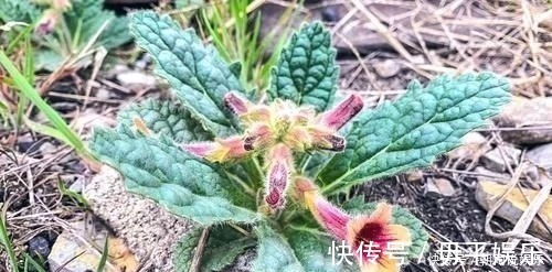 野草|农村一野草,人称“蜜罐”,根价值不输人参,长在路边少人识