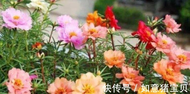 家里养这几款花卉，娇小不占地，便宜又好养，10元2盆