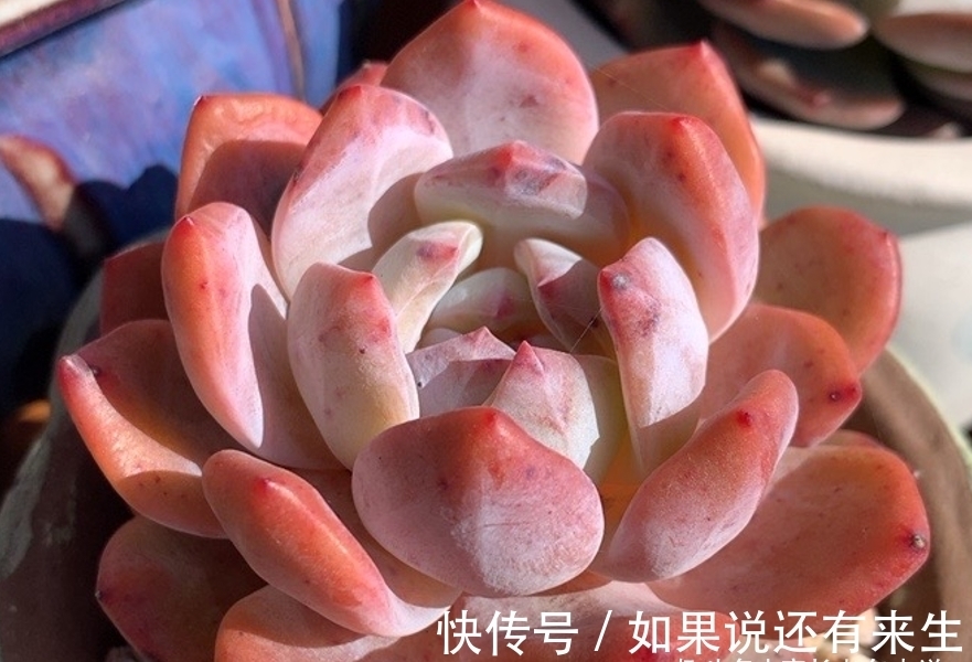 看一看这7款以美女之名来命名的多肉,你觉得哪一款最名副其实?