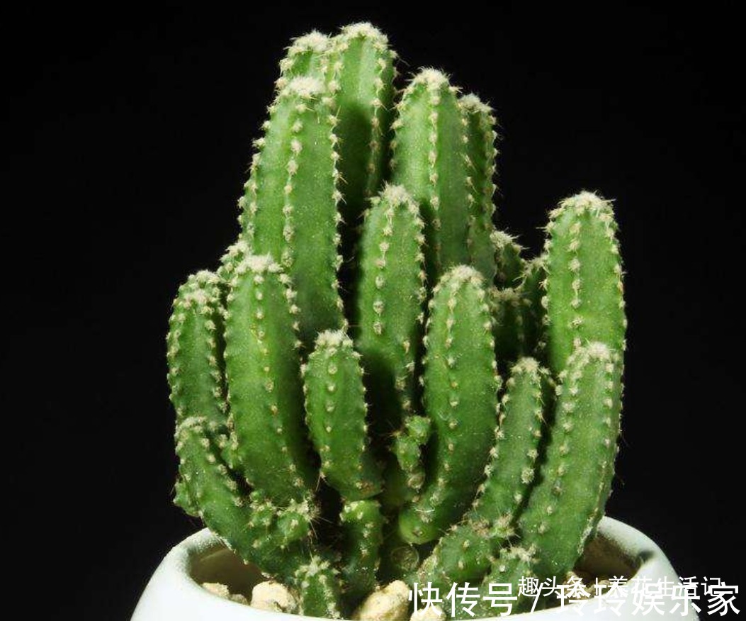 花友|不会繁殖仙人掌,按照方法进行扦插,生根速度快成活率高!