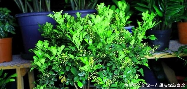 薰衣草|4种“香水花”，选一种养家里，晒晒太阳，满屋香水味，又香又美