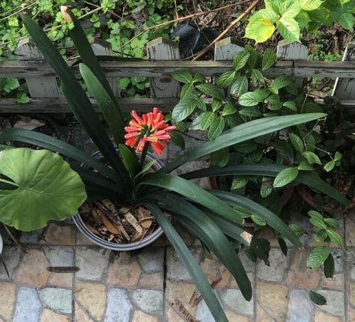 给花卉换盆土，2种“东西”垫盆底，变肥沃，比营养土强10倍！