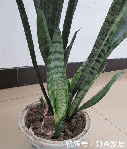 叶片|5种花在夜间“呼吸”,适合放在卧室内,可净化废气,对睡眠好