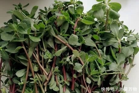 荠菜|防病就找蒲公英?农村这3种野菜效果也不错!