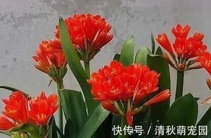 君子兰迟迟不开花,就用这3招,一年开花两三次,年年开爆盆
