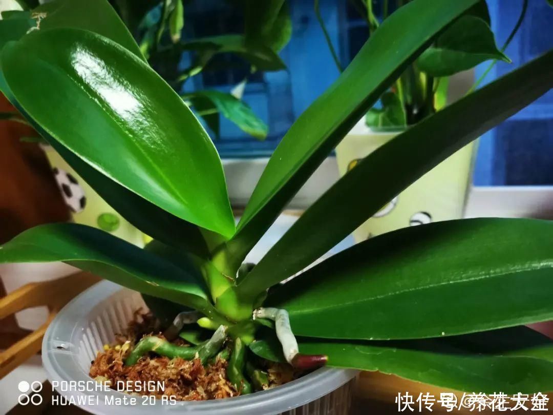 蝴蝶兰|7种花，立秋后换盆，秋冬才能越养越好