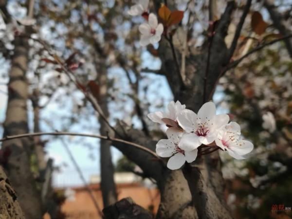 老年|在成都，把春“卷”回家