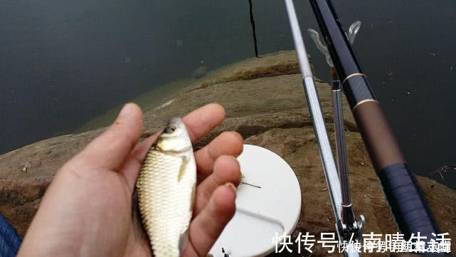 钓鱼|浮漂有动作，提竿却不中鱼，这种情况该如何应对