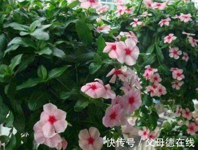 农历10月初7立冬后，养什么花？以下3种花，健康长寿天天笑颜