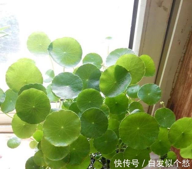 喝水|这些花,命太大,成桶成桶喝水,烈日下开花,开爆整个夏天!