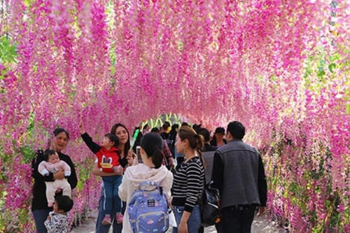 长沙“赏樱胜地”，坐拥1万株樱花，距市区35公里堪比武汉樱花园